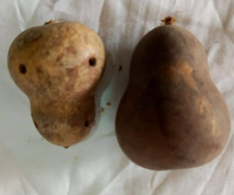 Ado (Yoruba Ritual Calabash)